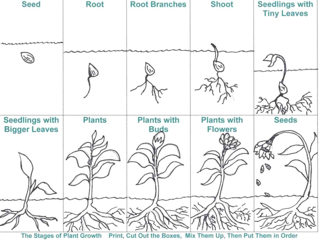 Bean Plant Life Cycle Worksheets Scienza