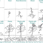 Bean Plant Life Cycle Worksheets Scienza