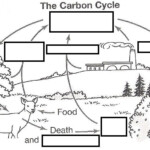 Biogeochemical Cycles Coloring Worksheet Printable Worksheets Are A