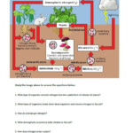 Biogeochemical Cycles Nitrogen Cycle Carbon Cycle Nitrogen