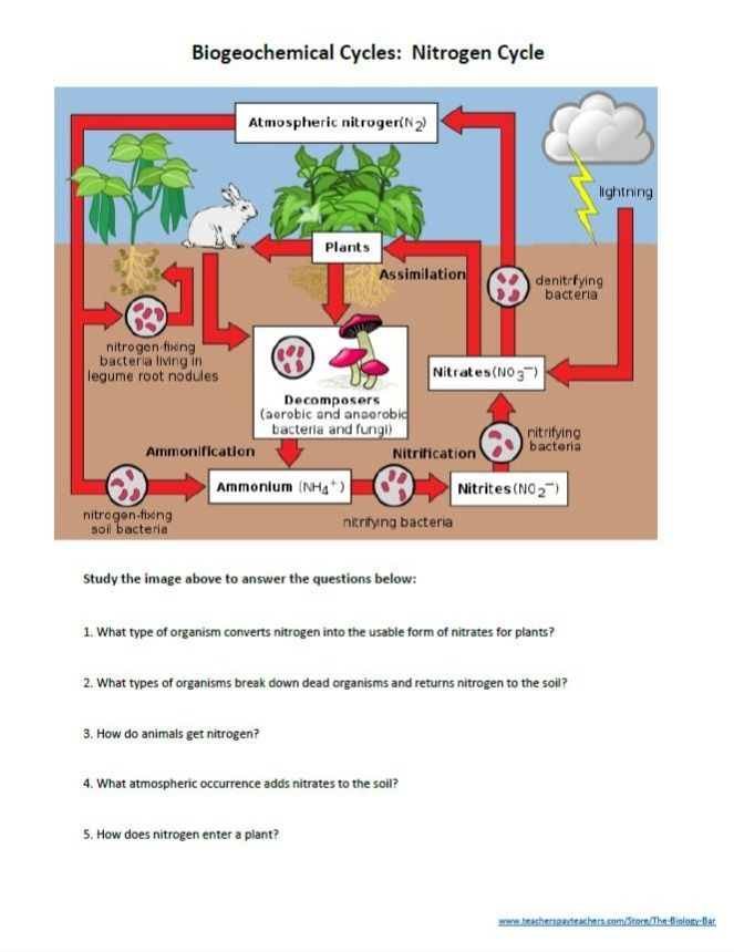 Biogeochemical Cycles Nitrogen Cycle Carbon Cycle Nitrogen