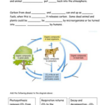 Biogeochemical Cycles Worksheet Answer Key Briefencounters