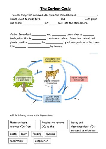 Biogeochemical Cycles Worksheet Answer Key Briefencounters CycleWorksheet