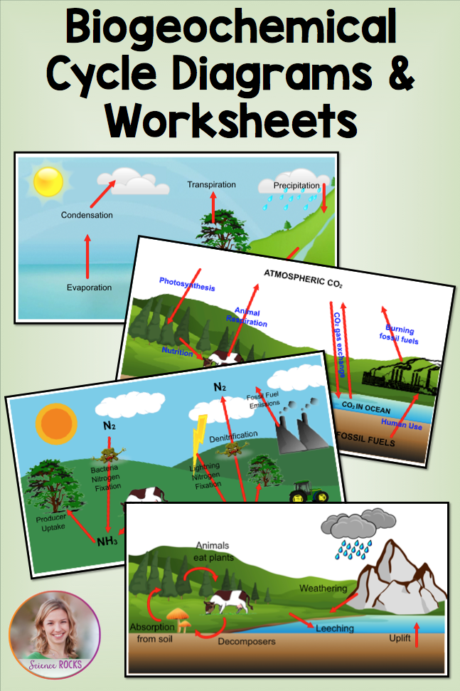 biogeochemical-cycles-packet-answer-key-cycleworksheet