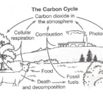 Biogeochemical Cycles Worksheet Doc Worksheet