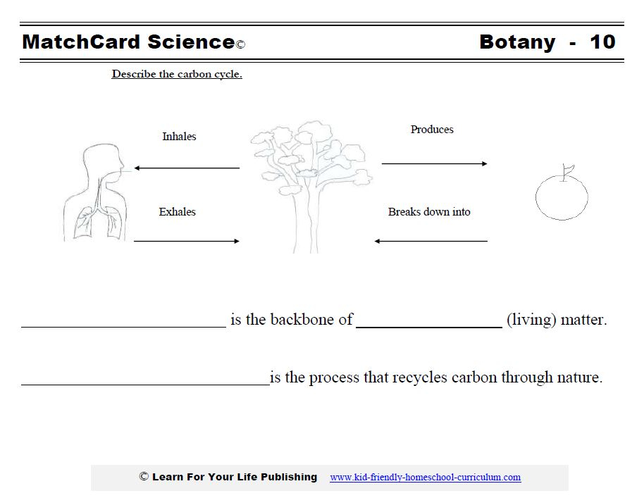 Botany Science Projects