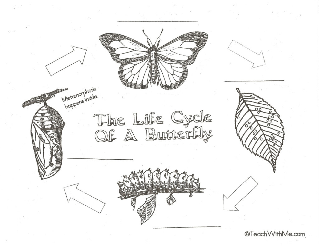 Butterfly Life Cycle Anchor Charts posters Classroom Freebies