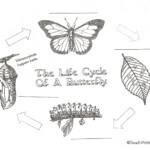 Butterfly Life Cycle Anchor Charts posters Classroom Freebies