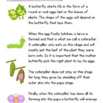 Butterfly Life Cycle Article With Pictures Primary Learning