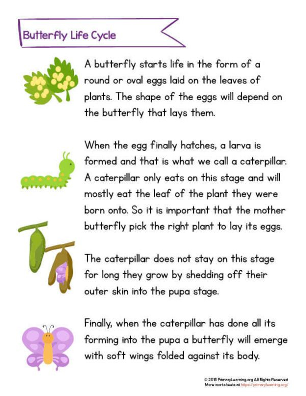 Butterfly Life Cycle Article With Pictures Primary Learning