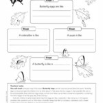 Butterfly Life Cycle FREE Primary KS1 Teaching Resource Scholastic