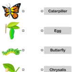 Butterfly Life Cycle Pictures Worksheet Turtle Diary