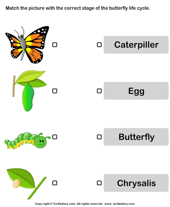 Butterfly Life Cycle Pictures Worksheet Turtle Diary