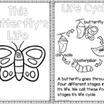 Butterfly Life Cycle Printable Reader With Comprehension Butterfly