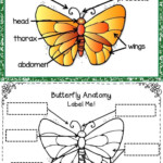 Butterfly Life Cycle Worksheet 2 Butterfly Life Cycle In 2020 Life