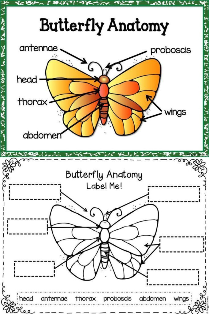 Butterfly Life Cycle Worksheet 2 Butterfly Life Cycle In 2020 Life 