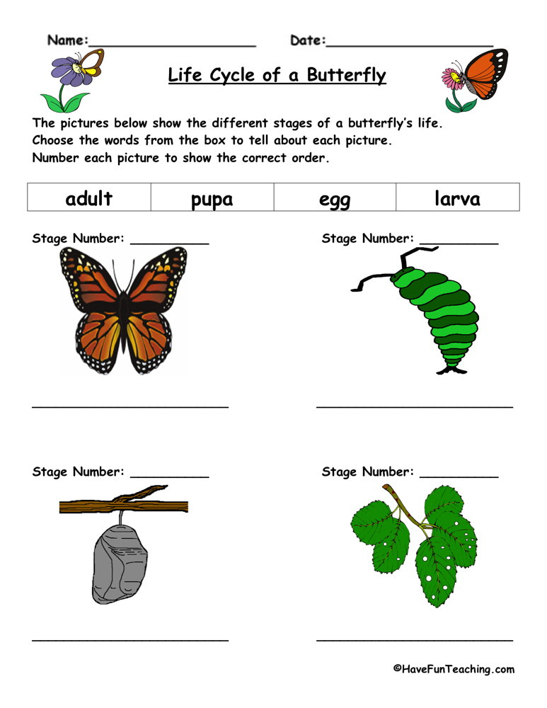 Butterfly life cycle worksheet