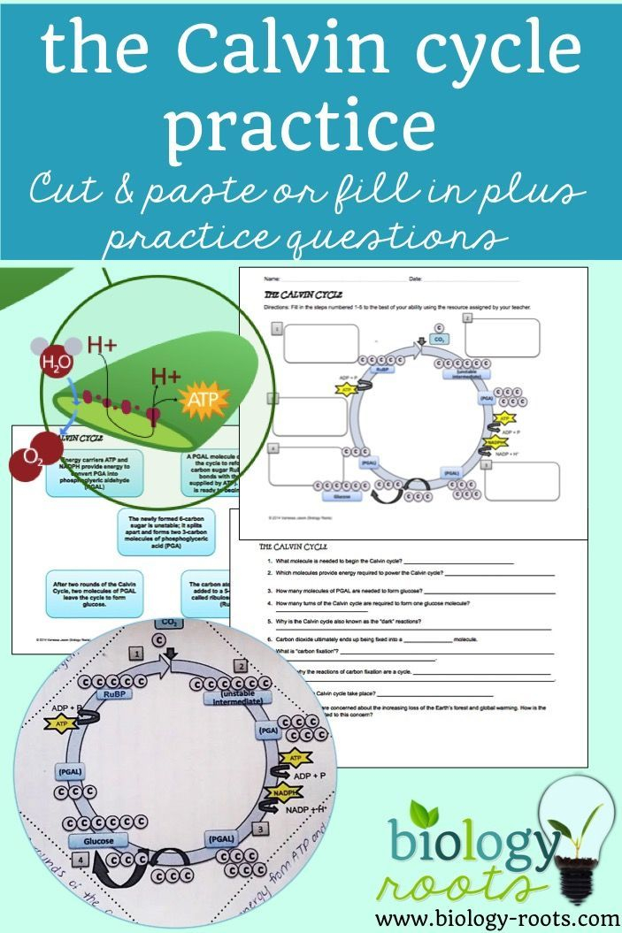 Calvin Cycle Practice To Supplement Or Enrich Your Photosynthesis Unit 