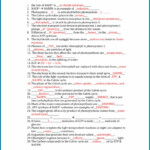 Calvin Cycle Review Worksheet Answers Worksheet Resume Examples