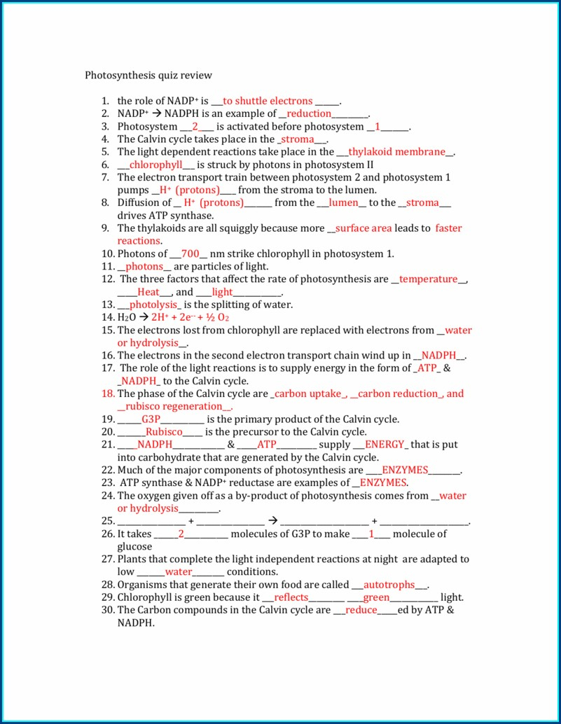 Calvin Cycle Review Worksheet Answers Worksheet Resume Examples