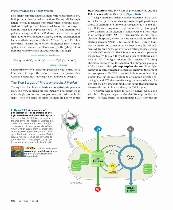 Calvin Cycle Worksheet Answers Inspirational Calvin Cycle Diagram 