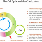 Cancer Out Of Control Cells Worksheet Answer Key As Well As Cell Cycle