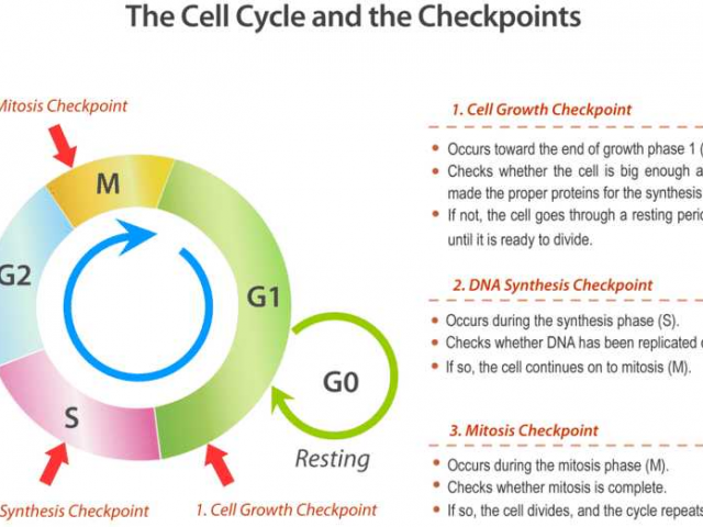 Cancer Out Of Control Cells Worksheet Answer Key As Well As Cell Cycle 