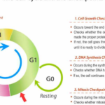 Cancer Out Of Control Cells Worksheet Answer Key As Well As Cell Cycle