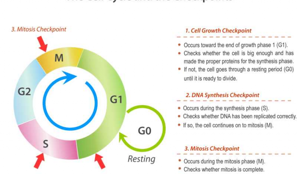 Cancer Out Of Control Cells Worksheet Answer Key As Well As Cell Cycle 