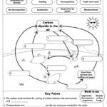 Carbon And Nitrogen Cycle Worksheet Answer Key Thekidsworksheet