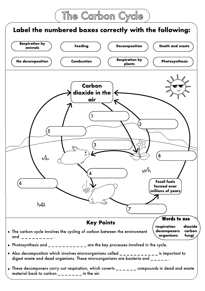 Carbon And Nitrogen Cycle Worksheet Answer Key Thekidsworksheet