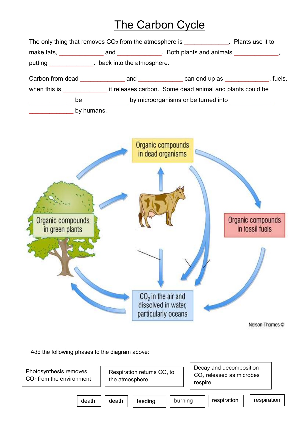 Carbon Cycle Worksheet