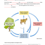 Carbon Cycle Worksheet