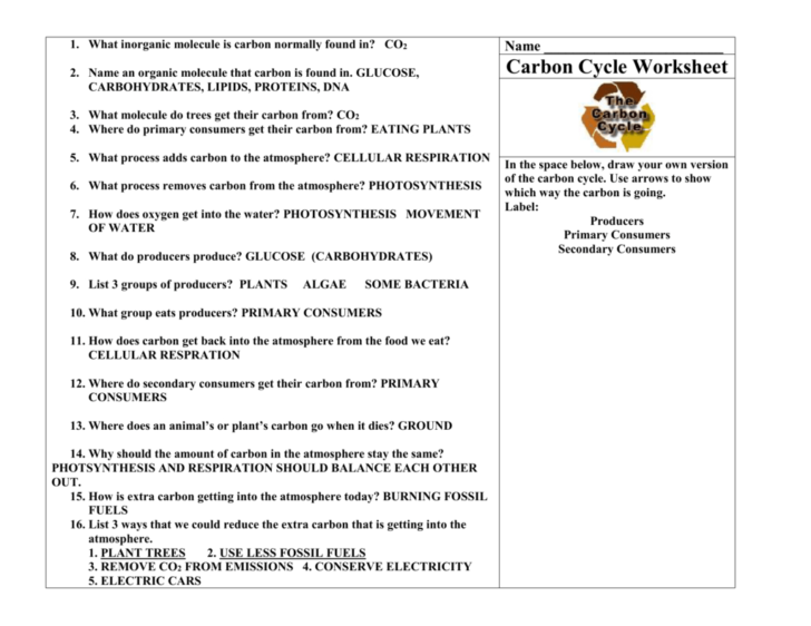 Carbon Cycle Worksheet Answer Key Db excel