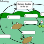 Carbon Cycle Worksheet Answers Pdf Worksheet