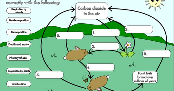 Carbon Cycle Worksheet Answers Pdf Worksheet