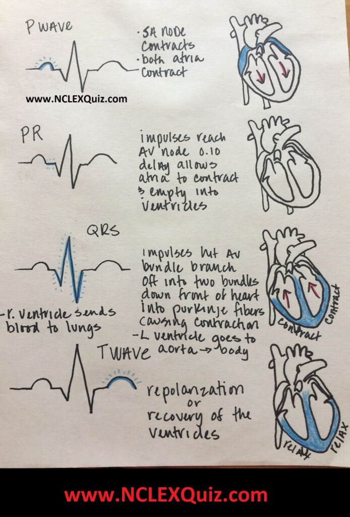 Cardiac Cycle Phases Of Cardiac Cycle Cardiac Cycle ECG For Nursing 