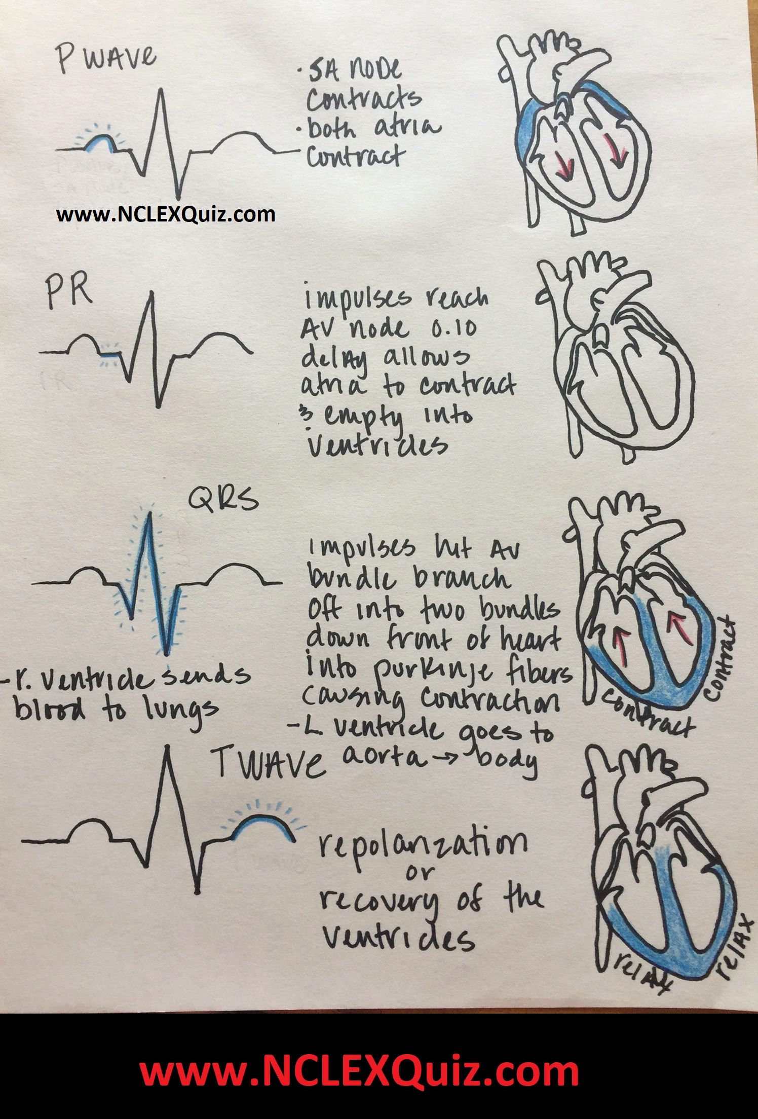 Cardiac Cycle Phases Of Cardiac Cycle Cardiac Cycle ECG For Nursing