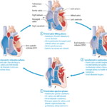 Cardiac Cycle Worksheet Answers Best Pegasus