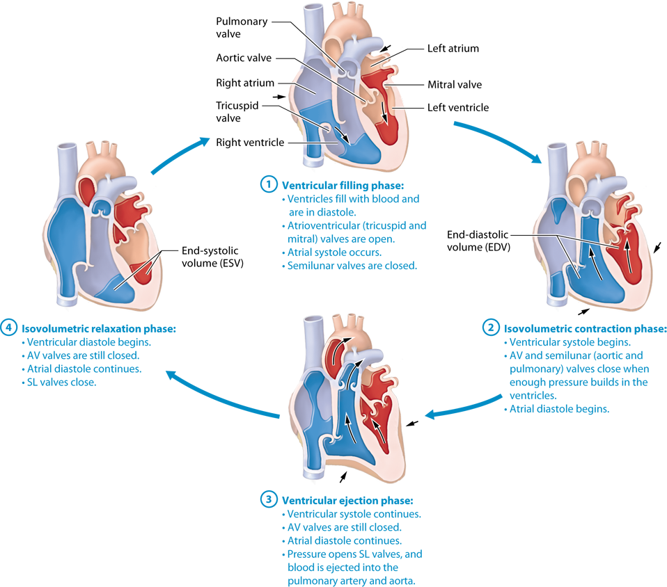 Cardiac Cycle Worksheet Answers Best Pegasus