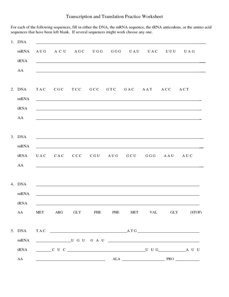 Cell Cycle And Dna Replication Practice Worksheet Key