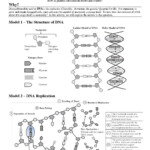 Cell Cycle And Dna Replication Practice Worksheet Key Db excel