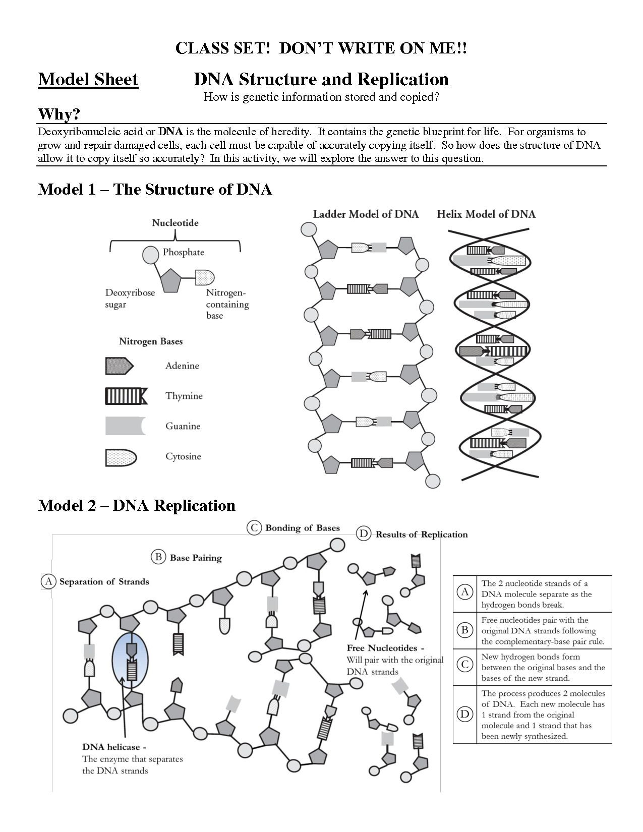Cell Cycle And Dna Replication Practice Worksheet Key Db excel