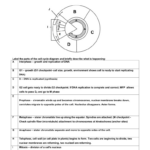 Cell Cycle And Dna Replication Practice Worksheet Key Db excel