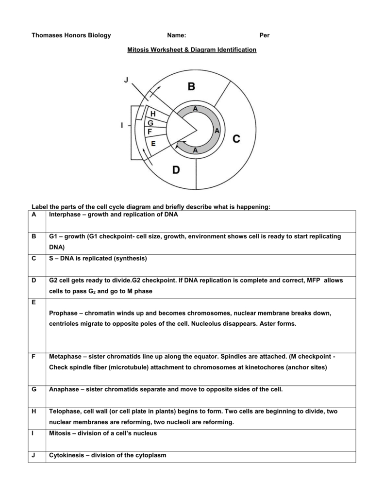 Cell Cycle And Dna Replication Practice Worksheet Key Db excel