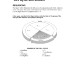 Cell Cycle And Mitosis SEQUENCING