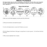 Cell Cycle And Mitosis Worksheet Answer Key