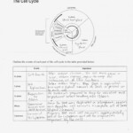 Cell Cycle And Mitosis Worksheet Answer Key