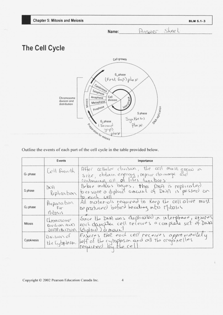 Cell Cycle And Mitosis Worksheet Answer Key