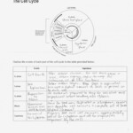 Cell Cycle And Mitosis Worksheet Answer Key Briefencounters